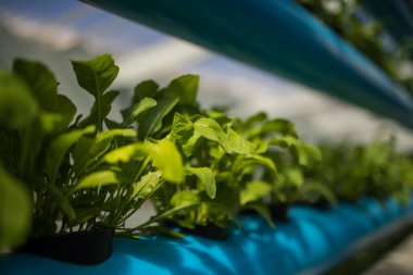 Yeşil yapraklı sebzeler ve bitkiler yetiştiren yüksek teknolojili bir su ürünleri tesisinin görüntüsünü kapatın.
