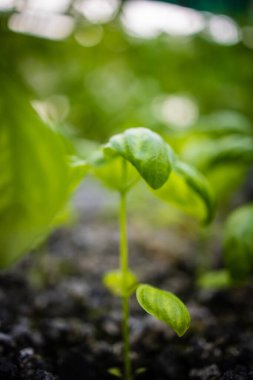 Yeşil yapraklı sebzeler ve bitkiler yetiştiren yüksek teknolojili bir su ürünleri tesisinin görüntüsünü kapatın.
