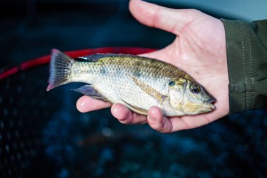 Yeşil yapraklı sebzeler ve bitkiler yetiştiren yüksek teknolojili bir su ürünleri tesisinin görüntüsünü kapatın.