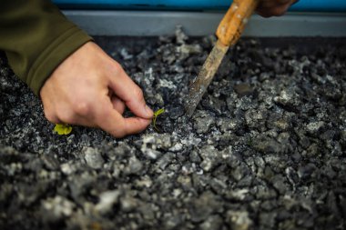 Yeşil yapraklı sebzeler ve bitkiler yetiştiren yüksek teknolojili bir su ürünleri tesisinin görüntüsünü kapatın.