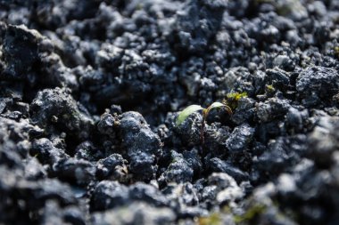 Yeşil yapraklı sebzeler ve bitkiler yetiştiren yüksek teknolojili bir su ürünleri tesisinin görüntüsünü kapatın.