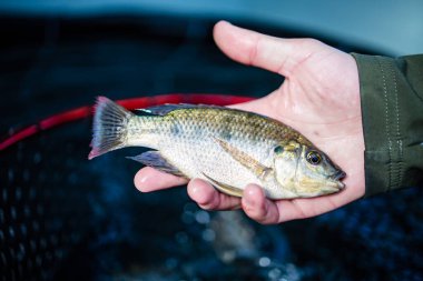 Yeşil yapraklı sebzeler ve bitkiler yetiştiren yüksek teknolojili bir su ürünleri tesisinin görüntüsünü kapatın.