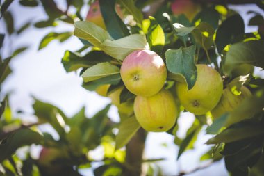 Güney Afrika 'da bir elma bahçesindeki elmaların görüntüsünü kapat