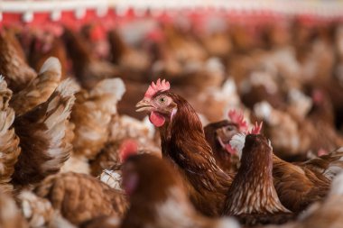 Bu güzel resimde hem tarlada hem de ticari tavuk kümesinde yumurtlayan tavuklar sergileniyor. Fotoğraf, bu kuşların doğal güzelliklerini ve yaşam alanlarını yakalıyor ve tarım için mükemmel bir görsel temsil sağlıyor.