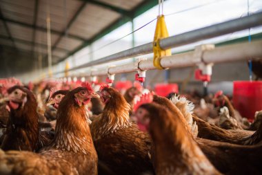 Bu güzel resimde hem tarlada hem de ticari tavuk kümesinde yumurtlayan tavuklar sergileniyor. Fotoğraf, bu kuşların doğal güzelliklerini ve yaşam alanlarını yakalıyor ve tarım için mükemmel bir görsel temsil sağlıyor.