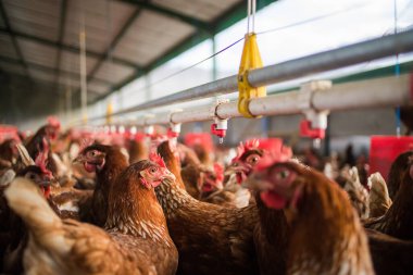 Bu güzel resimde hem tarlada hem de ticari tavuk kümesinde yumurtlayan tavuklar sergileniyor. Fotoğraf, bu kuşların doğal güzelliklerini ve yaşam alanlarını yakalıyor ve tarım için mükemmel bir görsel temsil sağlıyor.