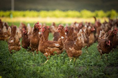 Bu güzel resimde hem tarlada hem de ticari tavuk kümesinde yumurtlayan tavuklar sergileniyor. Fotoğraf, bu kuşların doğal güzelliklerini ve yaşam alanlarını yakalıyor ve tarım için mükemmel bir görsel temsil sağlıyor.