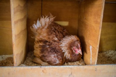 Bu güzel resimde hem tarlada hem de ticari tavuk kümesinde yumurtlayan tavuklar sergileniyor. Fotoğraf, bu kuşların doğal güzelliklerini ve yaşam alanlarını yakalıyor ve tarım için mükemmel bir görsel temsil sağlıyor.