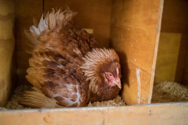 Bu güzel resimde hem tarlada hem de ticari tavuk kümesinde yumurtlayan tavuklar sergileniyor. Fotoğraf, bu kuşların doğal güzelliklerini ve yaşam alanlarını yakalıyor ve tarım için mükemmel bir görsel temsil sağlıyor.