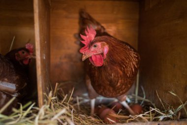Bu güzel resimde hem tarlada hem de ticari tavuk kümesinde yumurtlayan tavuklar sergileniyor. Fotoğraf, bu kuşların doğal güzelliklerini ve yaşam alanlarını yakalıyor ve tarım için mükemmel bir görsel temsil sağlıyor.