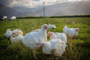 Beyaz bir ızgara tavuğun görüntüsünü yakın çekim serbest bir çiftlikte yaşıyor sürdürülebilir bir şekilde ve acımasızca
