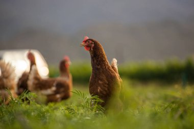Bu güzel resimde hem tarlada hem de ticari tavuk kümesinde yumurtlayan tavuklar sergileniyor. Fotoğraf, bu kuşların doğal güzelliklerini ve yaşam alanlarını yakalıyor ve tarım için mükemmel bir görsel temsil sağlıyor.