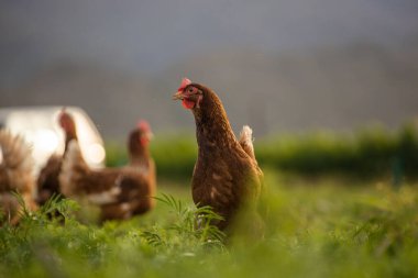 This beautiful image showcases free-range egg-laying chickens in both a field and a commercial chicken coop. The photograph captures the natural beauty of these birds and their living environment, providing an excellent visual representation for agri clipart