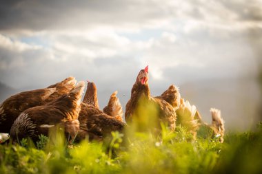 Bu güzel resimde hem tarlada hem de ticari tavuk kümesinde yumurtlayan tavuklar sergileniyor. Fotoğraf, bu kuşların doğal güzelliklerini ve yaşam alanlarını yakalıyor ve tarım için mükemmel bir görsel temsil sağlıyor.