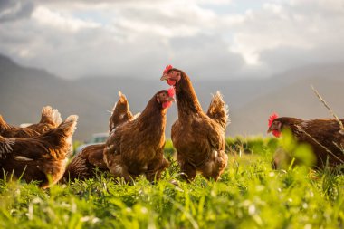 Bu güzel resimde hem tarlada hem de ticari tavuk kümesinde yumurtlayan tavuklar sergileniyor. Fotoğraf, bu kuşların doğal güzelliklerini ve yaşam alanlarını yakalıyor ve tarım için mükemmel bir görsel temsil sağlıyor.