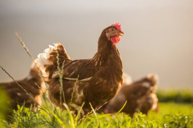 Bu güzel resimde hem tarlada hem de ticari tavuk kümesinde yumurtlayan tavuklar sergileniyor. Fotoğraf, bu kuşların doğal güzelliklerini ve yaşam alanlarını yakalıyor ve tarım için mükemmel bir görsel temsil sağlıyor.