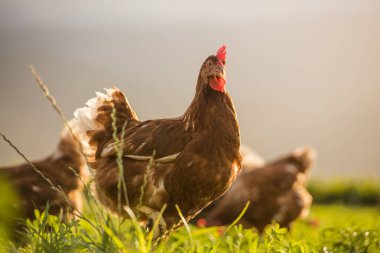 Bu güzel resimde hem tarlada hem de ticari tavuk kümesinde yumurtlayan tavuklar sergileniyor. Fotoğraf, bu kuşların doğal güzelliklerini ve yaşam alanlarını yakalıyor ve tarım için mükemmel bir görsel temsil sağlıyor.