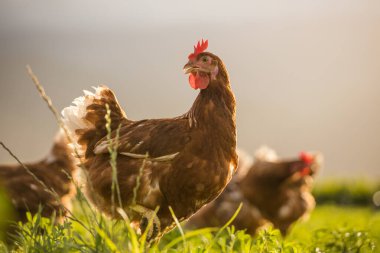 Bu güzel resimde hem tarlada hem de ticari tavuk kümesinde yumurtlayan tavuklar sergileniyor. Fotoğraf, bu kuşların doğal güzelliklerini ve yaşam alanlarını yakalıyor ve tarım için mükemmel bir görsel temsil sağlıyor.
