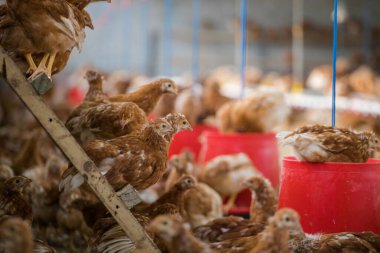 Beyaz bir ızgara tavuğun görüntüsünü yakın çekim serbest bir çiftlikte yaşıyor sürdürülebilir bir şekilde ve acımasızca