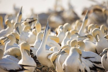 Güney Afrika 'nın batı kıyısındaki büyük bir sümsük kuşunun sümsük kuşu görüntüsü
