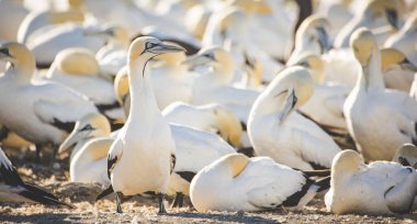 Güney Afrika 'nın batı kıyısındaki büyük bir sümsük kuşunun sümsük kuşu görüntüsü