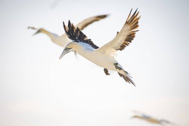 Güney Afrika 'nın batı kıyısındaki büyük bir sümsük kuşunun sümsük kuşu görüntüsü