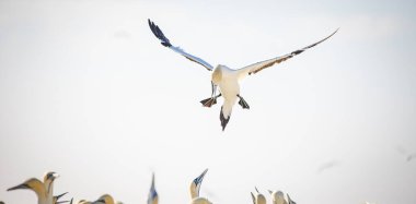 Güney Afrika 'nın batı kıyısındaki büyük bir sümsük kuşunun sümsük kuşu görüntüsü