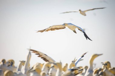 Güney Afrika 'nın batı kıyısındaki büyük bir sümsük kuşunun sümsük kuşu görüntüsü