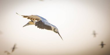 Güney Afrika 'nın batı kıyısındaki büyük bir sümsük kuşunun sümsük kuşu görüntüsü