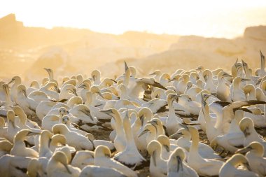 Güney Afrika 'nın batı kıyısındaki büyük bir sümsük kuşunun sümsük kuşu görüntüsü