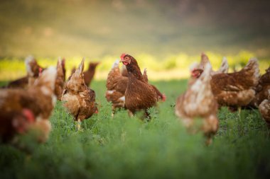 Bu güzel resimde hem tarlada hem de ticari tavuk kümesinde yumurtlayan tavuklar sergileniyor. Fotoğraf, bu kuşların doğal güzelliklerini ve yaşam alanlarını yakalıyor ve tarım için mükemmel bir görsel temsil sağlıyor.