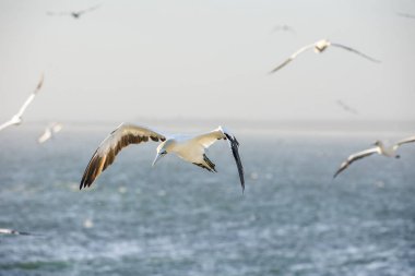 Güney Afrika 'nın batı kıyısındaki büyük bir sümsük kuşunun sümsük kuşu görüntüsü