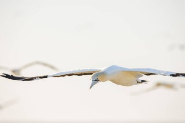 Güney Afrika 'nın batı kıyısındaki büyük bir sümsük kuşunun sümsük kuşu görüntüsü