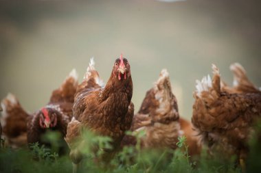 Bu güzel resimde hem tarlada hem de ticari tavuk kümesinde yumurtlayan tavuklar sergileniyor. Fotoğraf, bu kuşların doğal güzelliklerini ve yaşam alanlarını yakalıyor ve tarım için mükemmel bir görsel temsil sağlıyor.