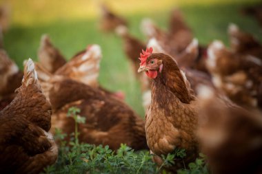 This beautiful image showcases free-range egg-laying chickens in both a field and a commercial chicken coop. The photograph captures the natural beauty of these birds and their living environment, providing an excellent visual representation for agri clipart