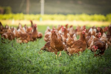 Bu güzel resimde hem tarlada hem de ticari tavuk kümesinde yumurtlayan tavuklar sergileniyor. Fotoğraf, bu kuşların doğal güzelliklerini ve yaşam alanlarını yakalıyor ve tarım için mükemmel bir görsel temsil sağlıyor.