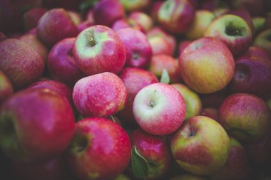 Güney Afrika 'da bir elma bahçesindeki elmaların görüntüsünü kapat