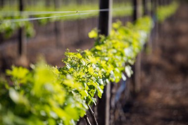 Güney Afrika 'nın Batı Burnu' ndaki Cape Wineland 'daki üzüm bağlarının manzara fotoğrafı.