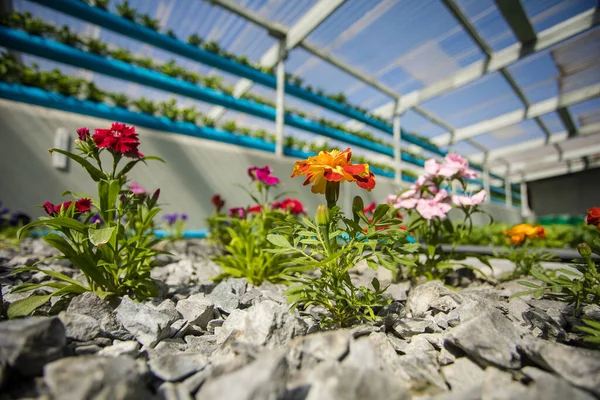 Close up image of a high-tech indoor aquaponics facility that grows green leafy vegetables and herbs