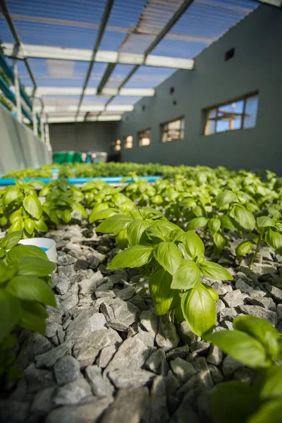 Close Image High Tech Indoor Aquaponics Facility Grows Green Leafy — Stock Photo, Image