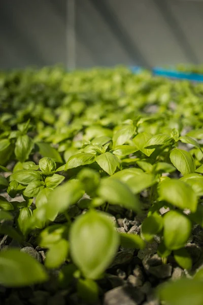 Yeşil Yapraklı Sebzeler Bitkiler Yetiştiren Yüksek Teknolojili Bir Ürünleri Tesisinin — Stok fotoğraf