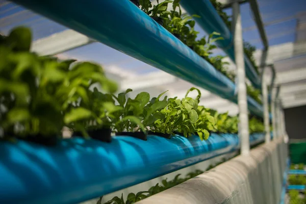 一个高科技室内水电瓦斯设备 种植绿叶蔬菜和草药的近景图像 — 图库照片