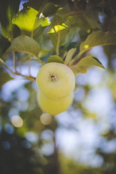 Zavřít Obrázek Jablek Jablečném Sadě Jižní Africe — Stock fotografie