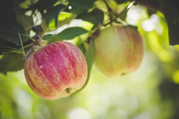 Stock image Close up image of apples in an apple orchard in south africa