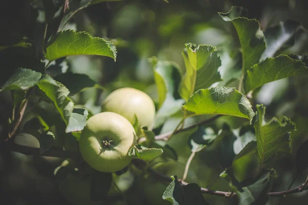 Close Image Apples Apple Orchard South Africa — Stock Photo, Image