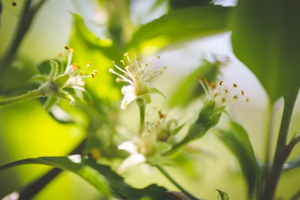 Зображення Яблук Яблучному Саду Південної Африки — стокове фото
