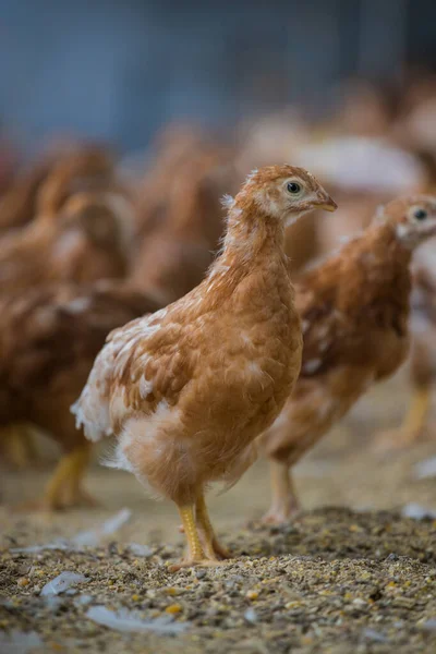 Dieses Schöne Bild Zeigt Freilaufende Hühner Die Eier Legen Sowohl — Stockfoto
