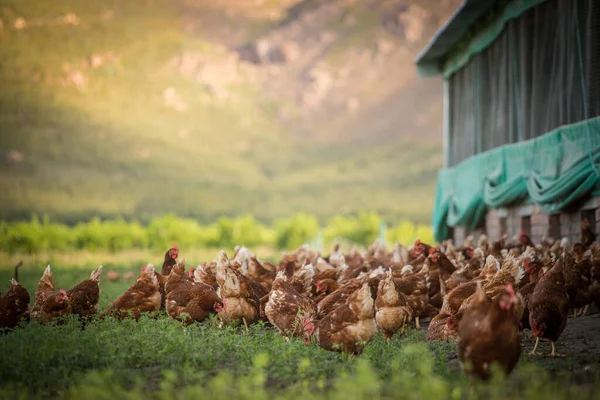 Beautiful Image Showcases Free Range Egg Laying Chickens Both Field — Stock Photo, Image