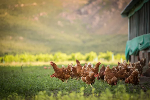 Güzel Resimde Hem Tarlada Hem Ticari Tavuk Kümesinde Yumurtlayan Tavuklar — Stok fotoğraf