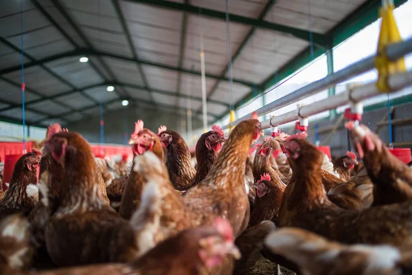 Beautiful Image Showcases Free Range Egg Laying Chickens Both Field — Stock Photo, Image